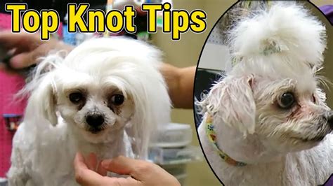 the pet knot|top knots pet grooming.